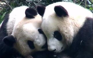 熊猫吃瓜真精致,品味生活中的精致瞬间