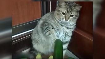 小猫大宝吃瓜,小猫大宝的瓜田奇遇记