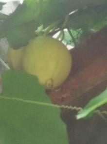 什么虫吃佛手瓜,揭秘食虫生物的餐桌盛宴