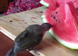 带你吃瓜奇葩鸟,带你领略“带你吃瓜奇葩鸟”的独特魅力