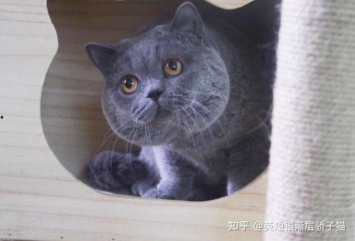 minos猫舍吃瓜,一场关于猫咪的吃瓜盛宴