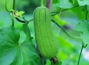 三人吃瓜照片,温馨瞬间定格幸福瞬间