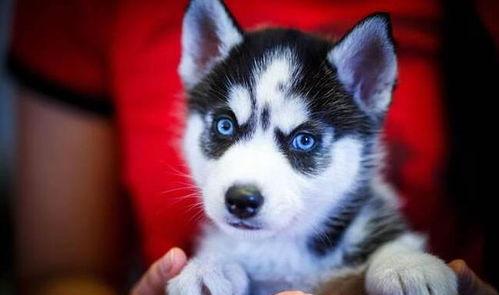 哈士奇吃佛手瓜,引发宠物营养大讨论