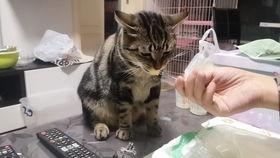 狸花猫吃土瓜,狸花猫的土瓜美食之旅