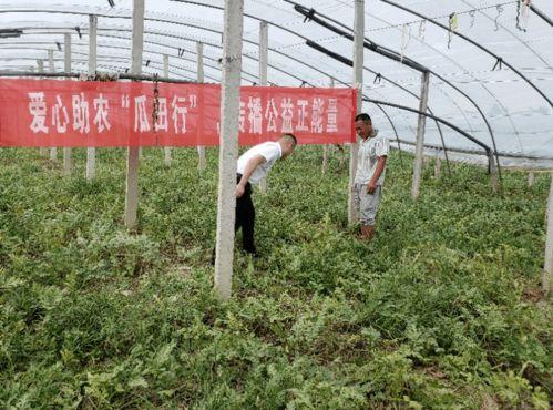 正能量吃瓜公益,共享公益瓜果时光