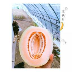 新疆吃蜜瓜直播,尽享瓜果飘香，云端品味甜蜜时光