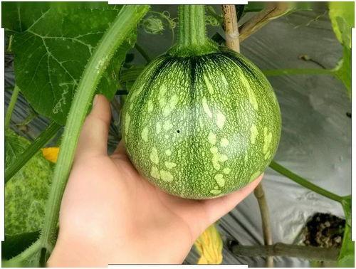 小帕吃瓜,揭秘娱乐圈那些不为人知的幕后故事