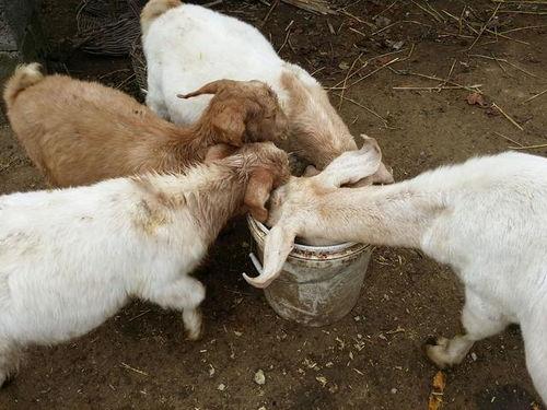 母乳羊瓜可以吃吗,安全食用指南与营养分析