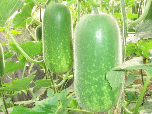 0.5r吃瓜,0.5r的悠闲吃瓜时光