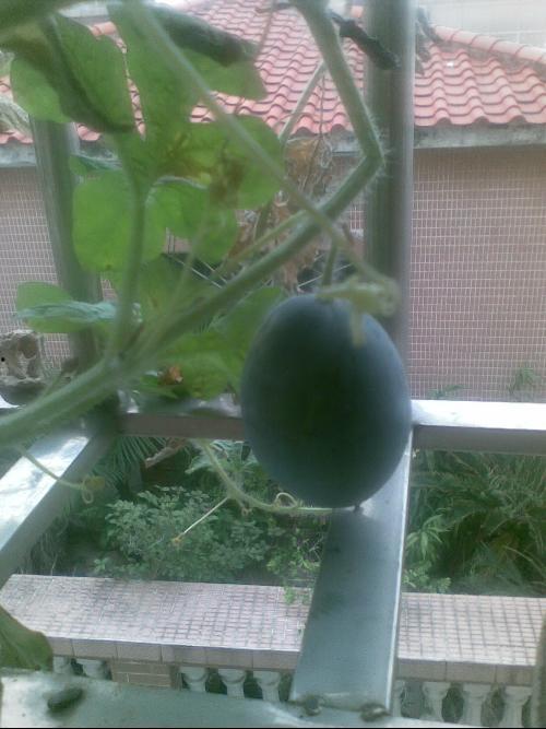 阳台上吃瓜,夏日悠闲时光