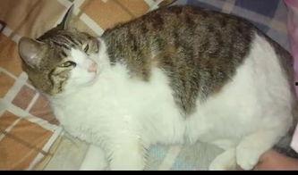 外国猫吃瓜,揭秘猫咪的娱乐生活