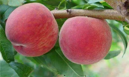 立秋吃瓜好还是吃果好,吃瓜还是吃果，哪个更应景？