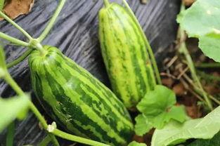 大青吃瓜,揭秘娱乐圈幕后故事