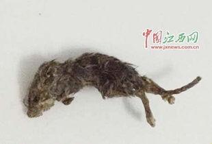 老鼠吃瓜素材视频,老鼠偷吃瓜，萌态百出引网友热议