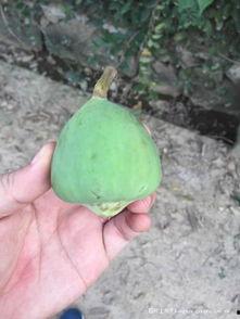 代野吃瓜,揭秘娱乐圈幕后故事