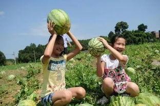 吃瓜园好吗,网络热词背后的文化现象