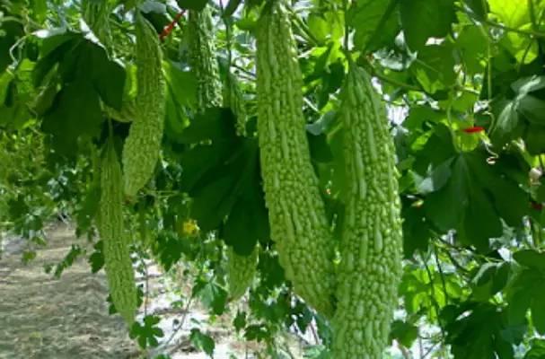 烟台理工吃瓜,吃瓜群众揭秘校园热点事件