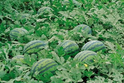 吃瓜地图片大全