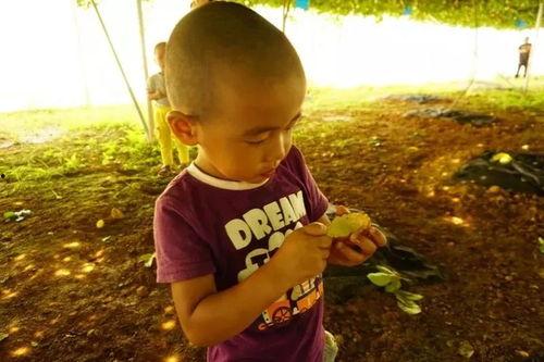 吃瓜金子拉肚子,揭秘瓜果美食背后的健康隐患