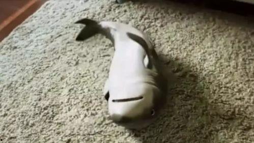 吃瓜的小鲨鱼,揭秘海洋中的趣味食客