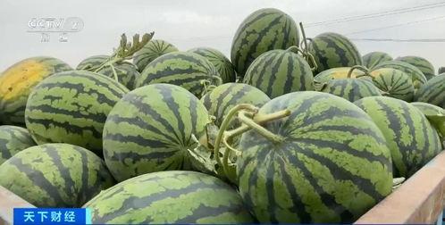 清晨吃瓜,唤醒味蕾的夏日美味