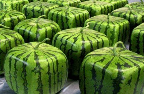 中国吃瓜案件,中国吃瓜案件的背后真相