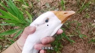 瓜娃子吃的香吗,香不香，一试便知