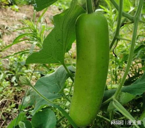 瓠子瓜和丝瓜怎么吃,瓠子瓜与丝瓜的多样食法探索